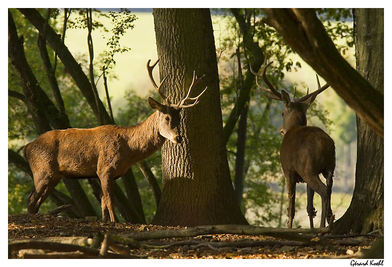  Image name: cervo10.jpg 
 width: 782 pixel 
 height: 533 pixel 
 Size: 183668 bytes 
 Click to enlarge 