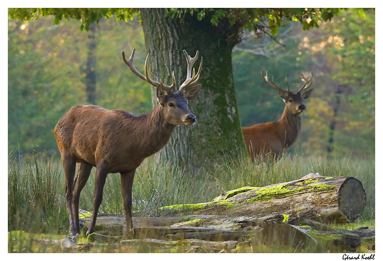  Image name: cervo11.jpg 
 width: 782 pixel 
 height: 533 pixel 
 Size: 169983 bytes 
 Click to enlarge 