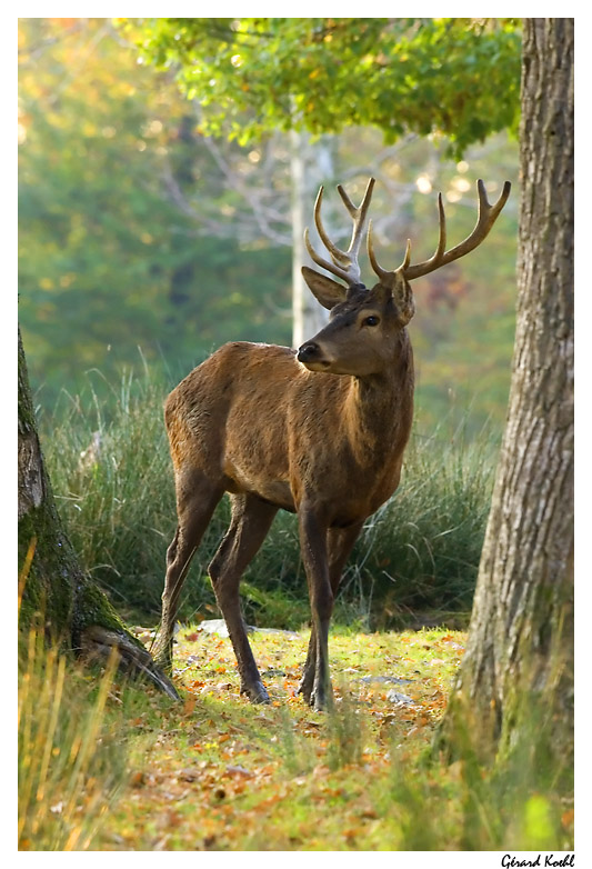  Image name: cervo12.jpg 
 width: 533 pixel 
 height: 782 pixel 
 Size: 167705 bytes 
 Click to enlarge 