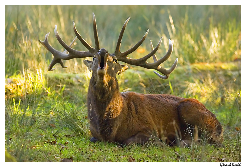  Image name: cervo13.jpg 
 width: 782 pixel 
 height: 533 pixel 
 Size: 184842 bytes 
 Click to enlarge 