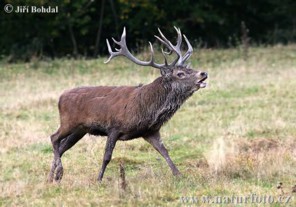  Image name: cervo2.jpg 
 width: 296 pixel 
 height: 207 pixel 
 Size: 22907 bytes 
 Click to enlarge 