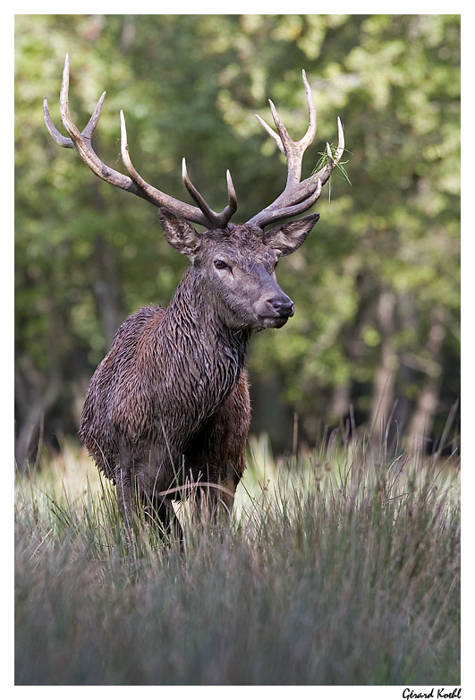  Image name: cervo4.jpg 
 width: 531 pixel 
 height: 782 pixel 
 Size: 157516 bytes 
 Click to enlarge 