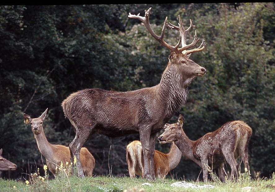  Image name: cervo5.jpg 
 width: 886 pixel 
 height: 620 pixel 
 Size: 194526 bytes 
 Click to enlarge 