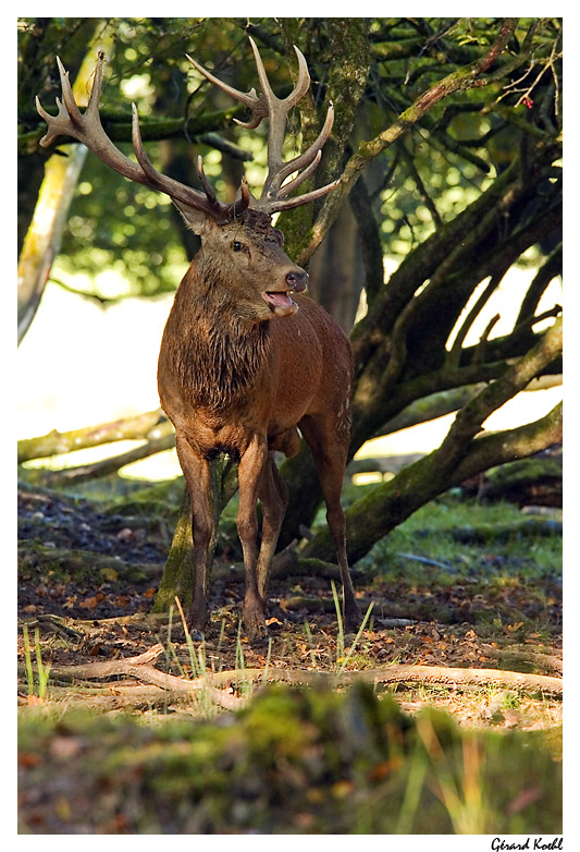  Image name: cervo6.jpg 
 width: 533 pixel 
 height: 782 pixel 
 Size: 202274 bytes 
 Click to enlarge 