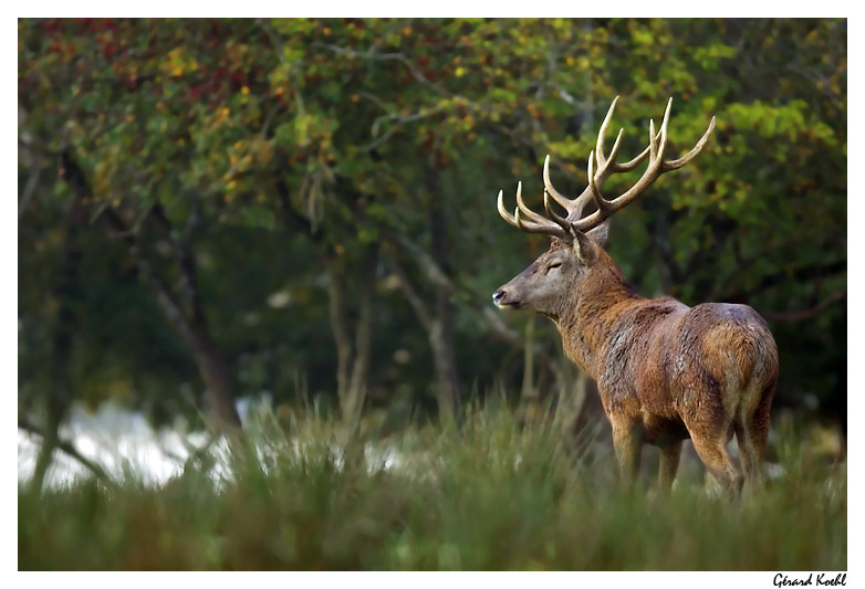  Image name: cervo8.jpg 
 width: 782 pixel 
 height: 533 pixel 
 Size: 115067 bytes 
 Click to enlarge 