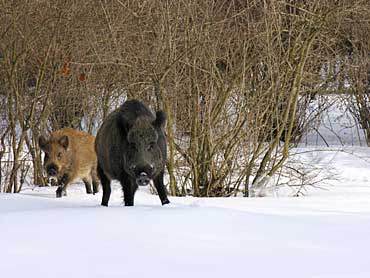  Image name: cinghiale2.jpg 
 width: 370 pixel 
 height: 278 pixel 
 Size: 20521 bytes 
 Click to enlarge 