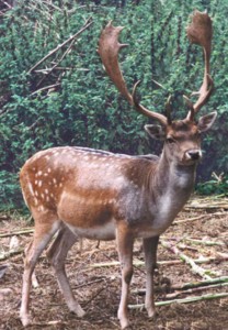  Image name: daino.jpg 
 width: 208 pixel 
 height: 300 pixel 
 Size: 30987 bytes 
 Click to enlarge 