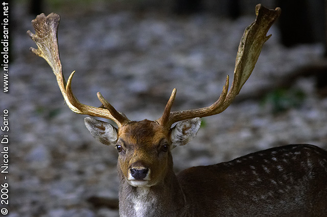  Image name: Daino1.jpg 
 width: 640 pixel 
 height: 426 pixel 
 Size: 95084 bytes 
 Click to enlarge 