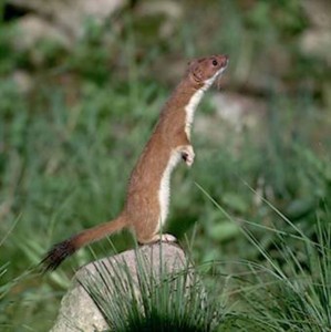  Image name: donnola.jpg 
 width: 299 pixel 
 height: 300 pixel 
 Size: 24403 bytes 
 Click to enlarge 