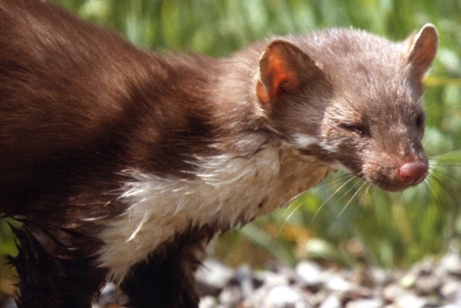  Image name: faina2.jpg 
 width: 425 pixel 
 height: 284 pixel 
 Size: 73754 bytes 
 Click to enlarge 