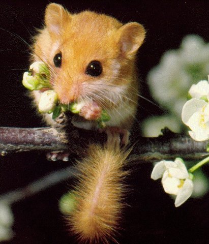  Image name: Ghiro1.jpg 
 width: 411 pixel 
 height: 480 pixel 
 Size: 47639 bytes 
 Click to enlarge 