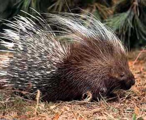  Image name: Istrice.jpg 
 width: 296 pixel 
 height: 243 pixel 
 Size: 36860 bytes 
 Click to enlarge 