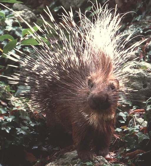  Image name: istrice3.jpg 
 width: 513 pixel 
 height: 567 pixel 
 Size: 59103 bytes 
 Click to enlarge 