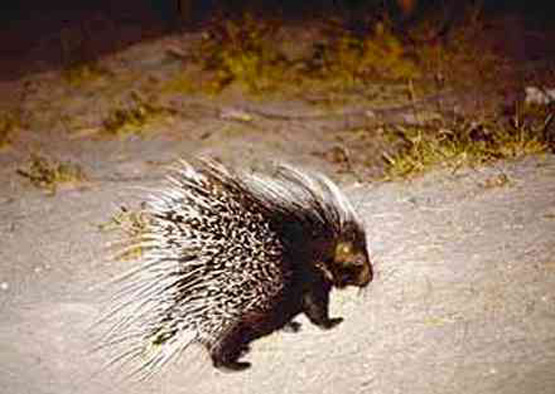  Image name: istrice5.jpg 
 width: 555 pixel 
 height: 394 pixel 
 Size: 77665 bytes 
 Click to enlarge 