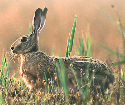  Image name: lepre.jpg 
 width: 400 pixel 
 height: 334 pixel 
 Size: 42004 bytes 
 Click to enlarge 