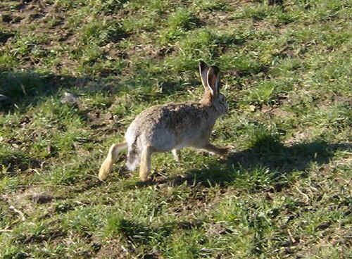  Image name: lepre2.jpg 
 width: 500 pixel 
 height: 368 pixel 
 Size: 75010 bytes 
 Click to enlarge 