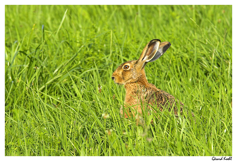  Image name: lepre3.jpg 
 width: 782 pixel 
 height: 531 pixel 
 Size: 232787 bytes 
 Click to enlarge 