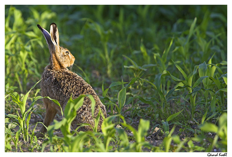  Image name: lepre4.jpg 
 width: 782 pixel 
 height: 531 pixel 
 Size: 179123 bytes 
 Click to enlarge 