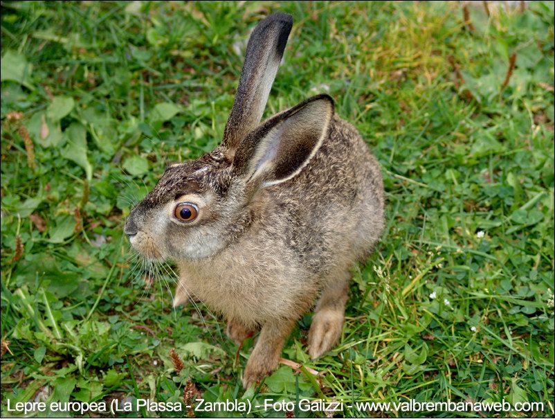  Image name: lepre6.jpg 
 width: 802 pixel 
 height: 605 pixel 
 Size: 166064 bytes 
 Click to enlarge 