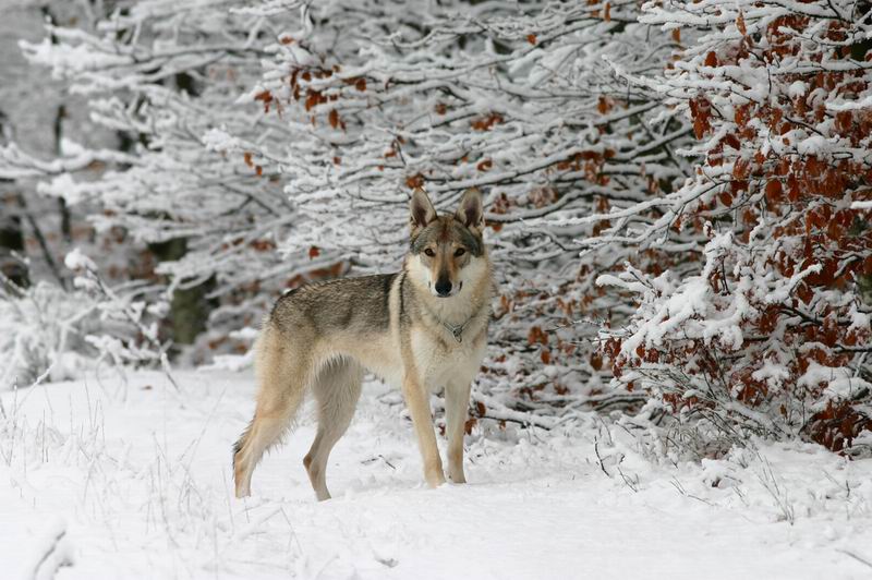  Image name: lup6.jpg 
 width: 800 pixel 
 height: 532 pixel 
 Size: 95265 bytes 
 Click to enlarge 