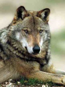  Image name: Lupo.jpg 
 width: 224 pixel 
 height: 300 pixel 
 Size: 20963 bytes 
 Click to enlarge 