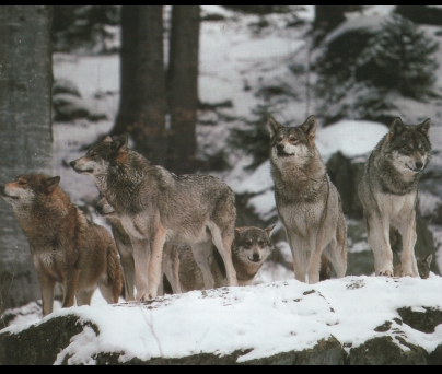  Image name: lupo10.jpg 
 width: 404 pixel 
 height: 342 pixel 
 Size: 114313 bytes 
 Click to enlarge 