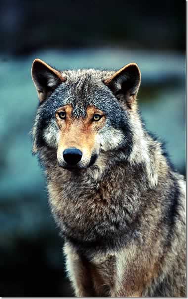  Image name: lupo11.jpg 
 width: 380 pixel 
 height: 604 pixel 
 Size: 28817 bytes 
 Click to enlarge 