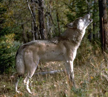  Image name: lupo7.jpg 
 width: 372 pixel 
 height: 335 pixel 
 Size: 33102 bytes 
 Click to enlarge 