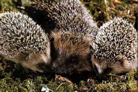  Image name: riccio1.jpg 
 width: 442 pixel 
 height: 296 pixel 
 Size: 17665 bytes 
 Click to enlarge 