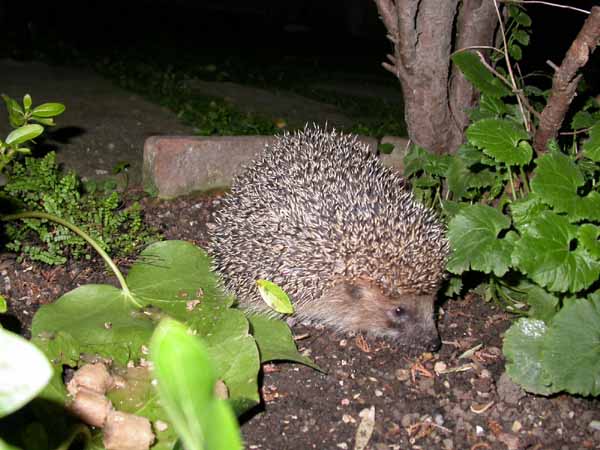  Image name: riccio4.jpg 
 width: 600 pixel 
 height: 450 pixel 
 Size: 83747 bytes 
 Click to enlarge 