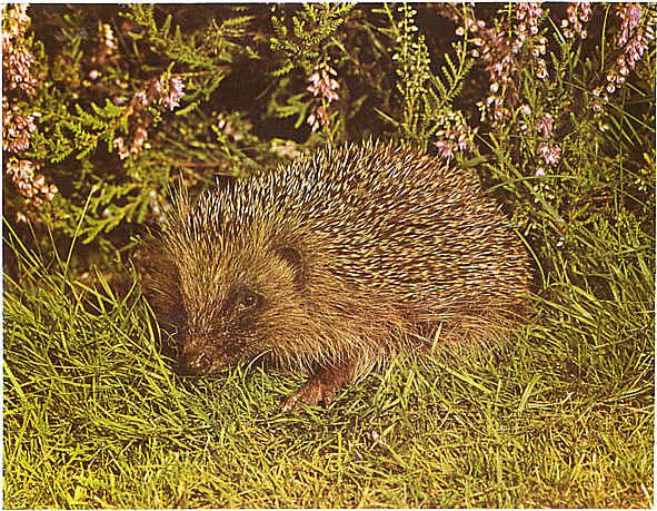  Image name: Riccio5.jpg 
 width: 591 pixel 
 height: 459 pixel 
 Size: 127785 bytes 
 Click to enlarge 