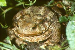  Image name: Rospo.jpg 
 width: 296 pixel 
 height: 195 pixel 
 Size: 24979 bytes 
 Click to enlarge 