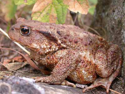  Image name: rospo3.jpg 
 width: 400 pixel 
 height: 300 pixel 
 Size: 22289 bytes 
 Click to enlarge 