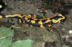  Image name: Salamandra.jpg 
 width: 296 pixel 
 height: 195 pixel 
 Size: 31201 bytes 
 Click to enlarge 