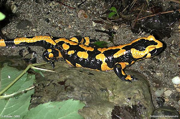 Image name: Salamandra3.jpg 
 width: 600 pixel 
 height: 396 pixel 
 Size: 93659 bytes 
 Click to enlarge 