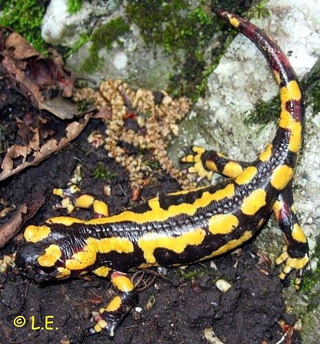  Image name: salamandra4.jpg 
 width: 465 pixel 
 height: 500 pixel 
 Size: 80525 bytes 
 Click to enlarge 
