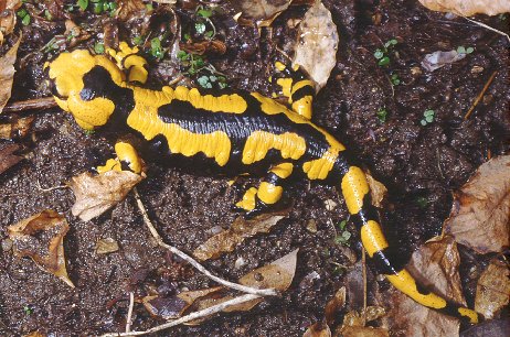  Image name: salamandra5.jpg 
 width: 462 pixel 
 height: 306 pixel 
 Size: 69464 bytes 
 Click to enlarge 