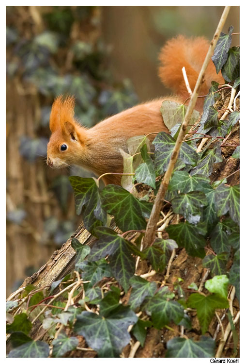  Image name: scoiattolo4.jpg 
 width: 508 pixel 
 height: 750 pixel 
 Size: 134369 bytes 
 Click to enlarge 