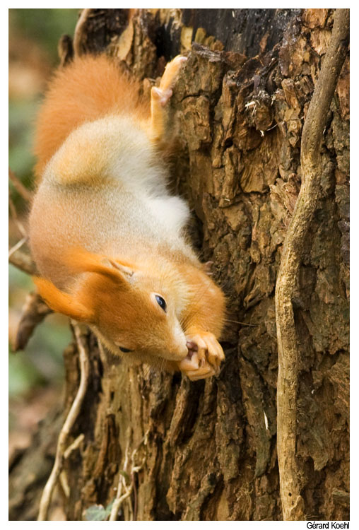  Image name: scoiattolo5.jpg 
 width: 508 pixel 
 height: 750 pixel 
 Size: 144971 bytes 
 Click to enlarge 