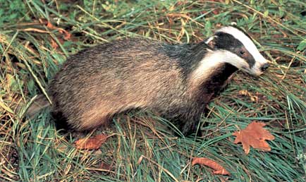  Image name: tasso3.jpg 
 width: 434 pixel 
 height: 258 pixel 
 Size: 33216 bytes 
 Click to enlarge 