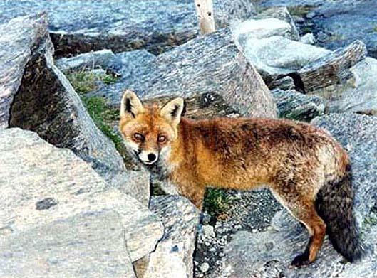  Image name: volpe5.jpg 
 width: 529 pixel 
 height: 391 pixel 
 Size: 70293 bytes 
 Click to enlarge 