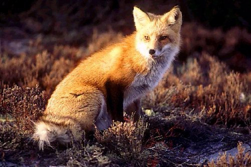  Image name: volpe7.jpg 
 width: 501 pixel 
 height: 334 pixel 
 Size: 58472 bytes 
 Click to enlarge 