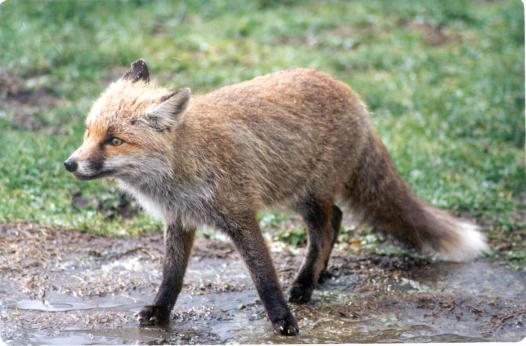  Image name: Volpe9.jpg 
 width: 526 pixel 
 height: 346 pixel 
 Size: 37501 bytes 
 Click to enlarge 