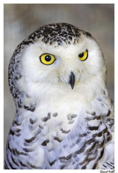  Image name: barbagianni2.jpg 
 width: 398 pixel 
 height: 586 pixel 
 Size: 54340 bytes 
 Click to enlarge 