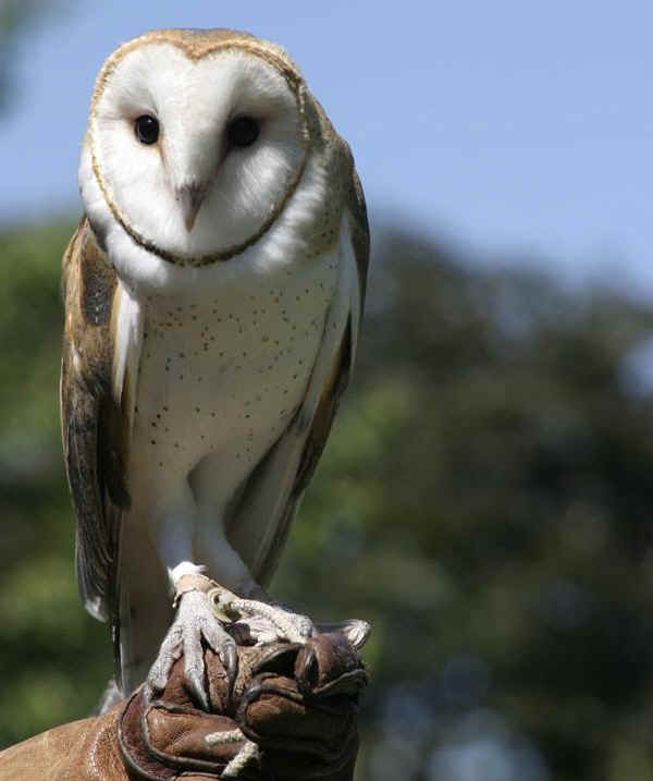  Image name: barbagianni4.jpg 
 width: 600 pixel 
 height: 717 pixel 
 Size: 29259 bytes 
 Click to enlarge 