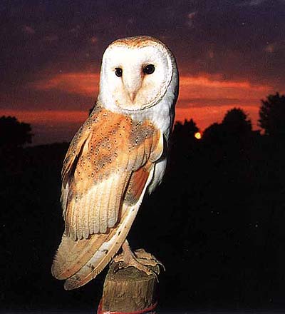  Image name: barbagianni5.jpg 
 width: 400 pixel 
 height: 440 pixel 
 Size: 33117 bytes 
 Click to enlarge 