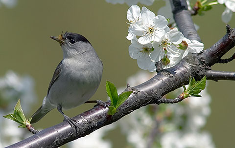  Image name: capinera3.jpg 
 width: 480 pixel 
 height: 303 pixel 
 Size: 69584 bytes 
 Click to enlarge 