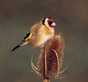  Image name: cardellino.jpg 
 width: 296 pixel 
 height: 276 pixel 
 Size: 16480 bytes 
 Click to enlarge 