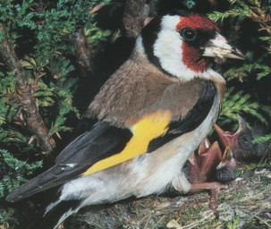  Image name: cardellino5.jpg 
 width: 303 pixel 
 height: 256 pixel 
 Size: 30142 bytes 
 Click to enlarge 