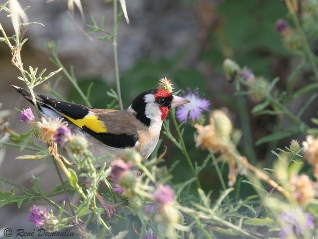  Image name: cardellino6.jpg 
 width: 650 pixel 
 height: 488 pixel 
 Size: 50325 bytes 
 Click to enlarge 